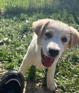 Asher a cream rescue dog | 1 dog at a time rescue UK