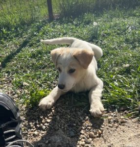 Asher a cream rescue dog | 1 dog at a time rescue UK