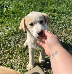 Asher a cream rescue dog | 1 dog at a time rescue UK