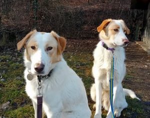 Asher a cream rescue dog | 1 dog at a time rescue UK