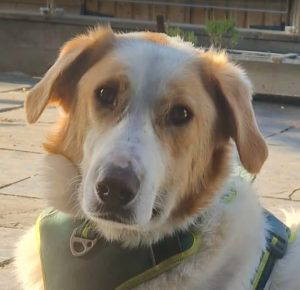Asher a cream rescue dog | 1 dog at a time rescue UK