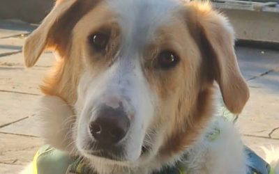 Asher – In UK Foster