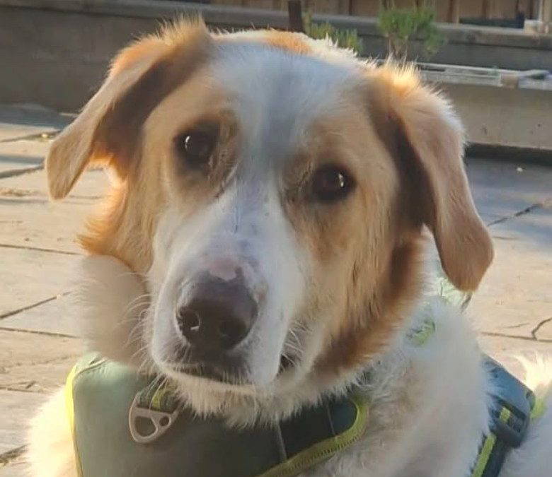 Asher – In UK Foster