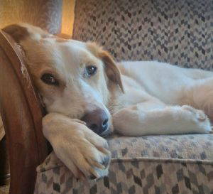Asher a cream rescue dog | 1 dog at a time rescue UK
