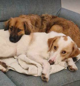 Asher a cream rescue dog | 1 dog at a time rescue UK