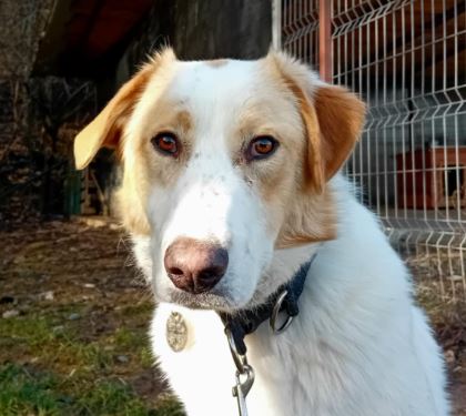 Asher – In UK Foster