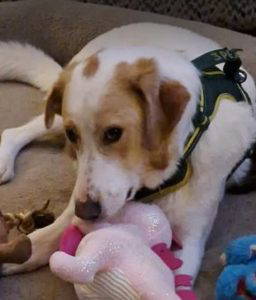 Asher a cream rescue dog | 1 dog at a time rescue UK
