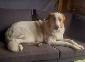 Asher a cream rescue dog | 1 dog at a time rescue UK