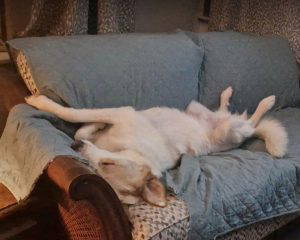 Asher a cream rescue dog | 1 dog at a time rescue UK