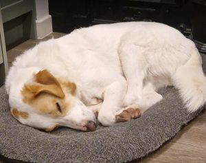 Asher a cream rescue dog | 1 dog at a time rescue UK