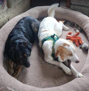Asher a cream rescue dog | 1 dog at a time rescue UK