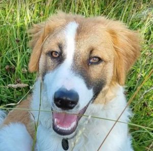Chester a brown and white rescue dog | 1 dog at a time rescue UK