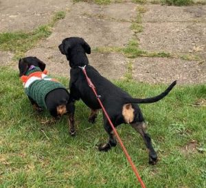 Harley a black and tan rescue dog | 1 dog at a time rescue UK