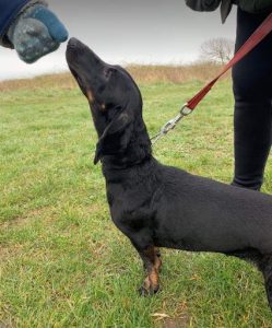 Harley a black and tan rescue dog | 1 dog at a time rescue UK