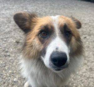 Jessie a tan and white rescue dog | 1 dog at a time rescue UK