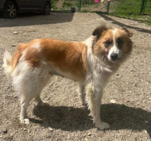 Jessie a tan and white rescue dog | 1 dog at a time rescue UK