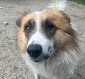 Jessie a tan and white rescue dog | 1 dog at a time rescue UK