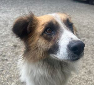Jessie a tan and white rescue dog | 1 dog at a time rescue UK