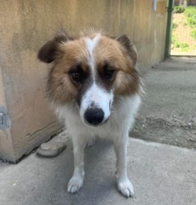 Jessie a tan and white rescue dog | 1 dog at a time rescue UK