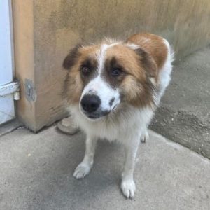 Jessie a tan and white rescue dog | 1 dog at a time rescue UK
