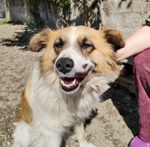 Jessie a tan and white rescue dog | 1 dog at a time rescue UK