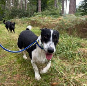 Perry a black and white rescue dog | 1 dog at a time rescue UK