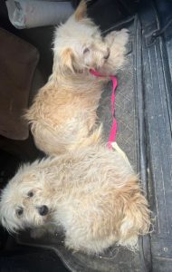 Lily a cream rescue dog | 1 dog at a time rescue UK