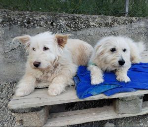 Lily a cream rescue dog | 1 dog at a time rescue UK