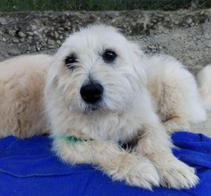 Lily a cream rescue dog | 1 dog at a time rescue UK