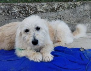 Lily a cream rescue dog | 1 dog at a time rescue UK