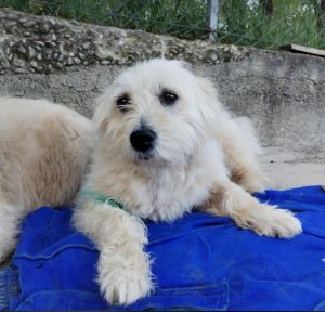 Lily a cream rescue dog | 1 dog at a time rescue UK