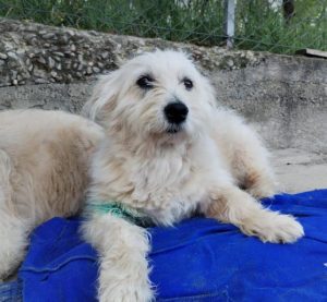 Lily a cream rescue dog | 1 dog at a time rescue UK