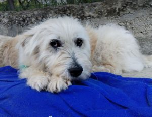 Lily a cream rescue dog | 1 dog at a time rescue UK