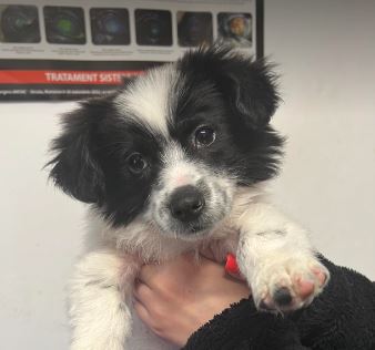 Marcus a black and white rescue dog 10_1 dog at a time rescue UK Marcus a black and white rescue dog | 1 dog at a time rescue UK