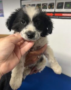 Marcus a black and white rescue dog | 1 dog at a time rescue UK