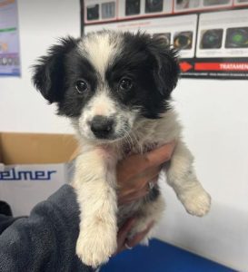 Marcus a black and white rescue dog | 1 dog at a time rescue UK