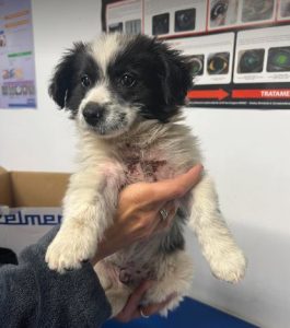 Marcus a black and white rescue dog | 1 dog at a time rescue UK