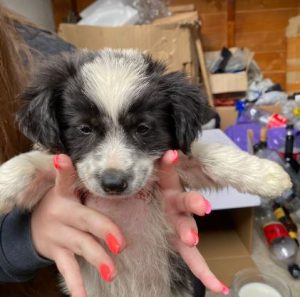 Marcus a black and white rescue dog | 1 dog at a time rescue UK