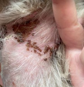 Marcus a black and white rescue dog | 1 dog at a time rescue UK