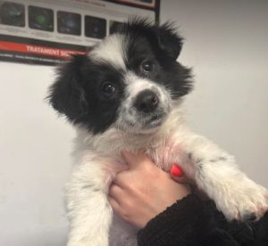 Marcus a black and white rescue dog | 1 dog at a time rescue UK