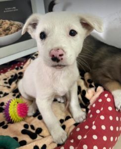 Mellie a white rescue dog | 1 dog at a time rescue UK