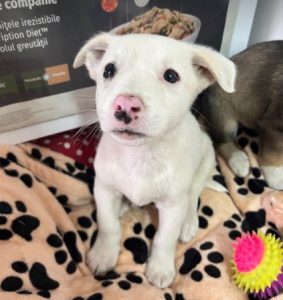 Mellie a white rescue dog | 1 dog at a time rescue UK