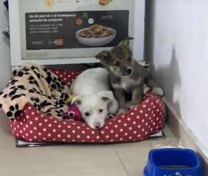 Mellie a white rescue dog | 1 dog at a time rescue UK