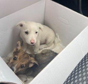 Mellie a white rescue dog | 1 dog at a time rescue UK