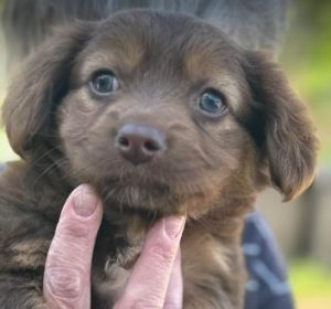 Myra a brown rescue dog | 1 dog at a time rescue UK