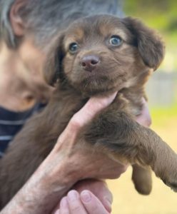 Myra a brown rescue dog | 1 dog at a time rescue UK