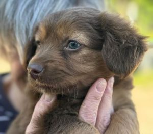 Myra a brown rescue dog | 1 dog at a time rescue UK