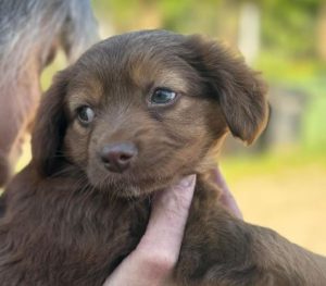 Myra a brown rescue dog | 1 dog at a time rescue UK