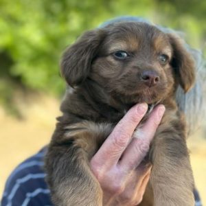 Myra a brown rescue dog | 1 dog at a time rescue UK