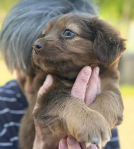 Myra a brown rescue dog | 1 dog at a time rescue UK